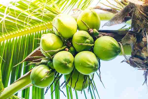 मधुमेह के लिए नारियल पानी