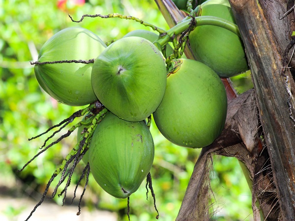 नारियल पानी पीने के अन्य फायदे 