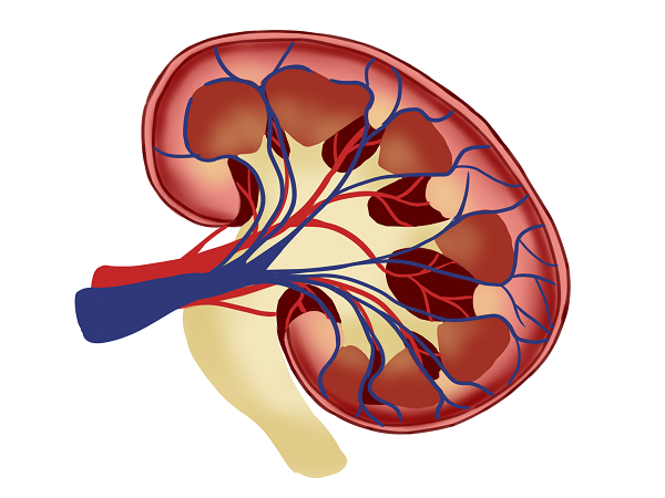 prevention of kidney disease