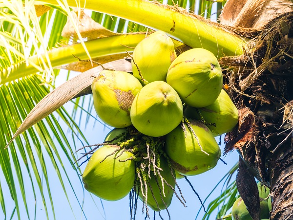 नारियल पानी पीने के फायदे 