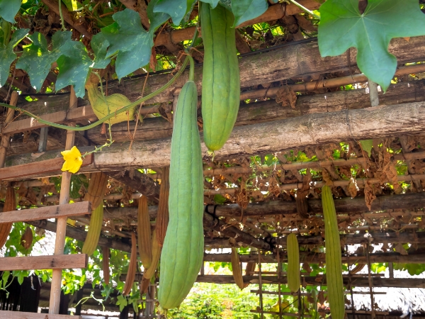 Zucchini for diabetes patient