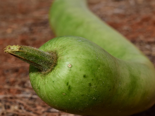 Gourd