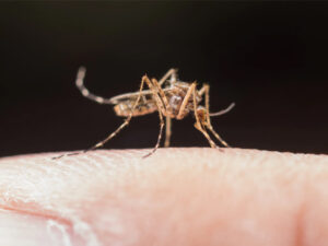 मलेरिया के लक्षण, कारण और बचाव!
