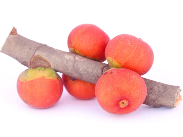 benefits of banayan tree fruit