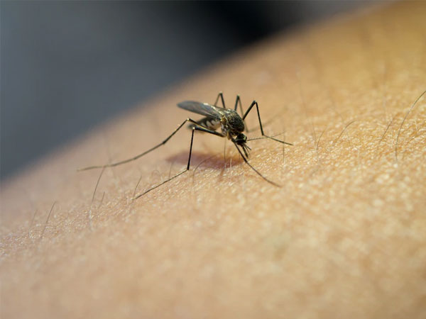 Prevention of Dengue – डेंगू से लड़ने में फायदेमंद हैं ये 5 पत्ते