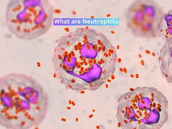What are Neutrophils