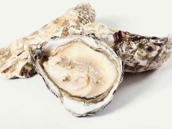 Oysters in Hindi