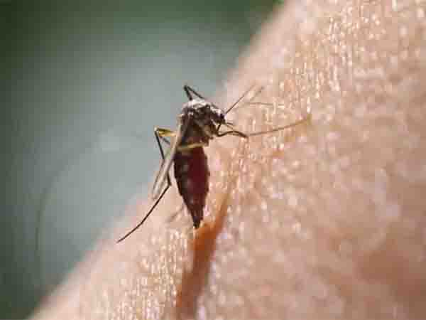 Diagnosis-and-Treatment-Options-for-West-Nile-Virus