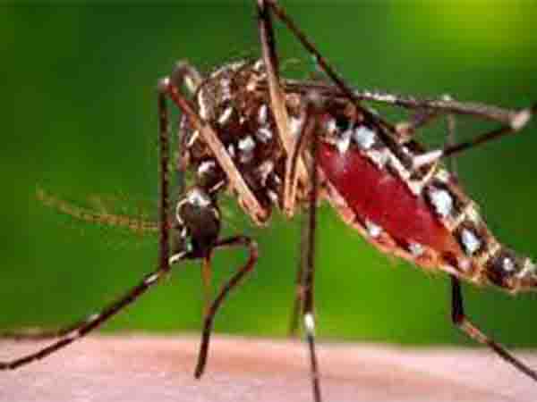 Mosquitoes-and-West-Nile-Virus