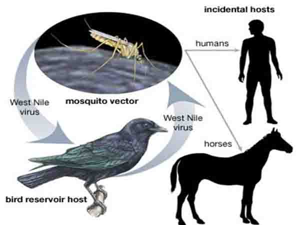 West-Nile-Fever-Overview-and-Importance-of-Understanding-this-Disease