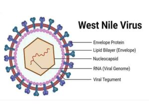 West Nile fever