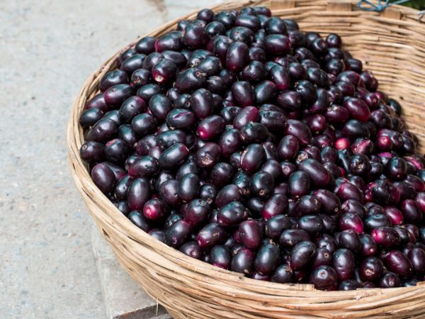 जामुन के लाभ - Jamun Benefits