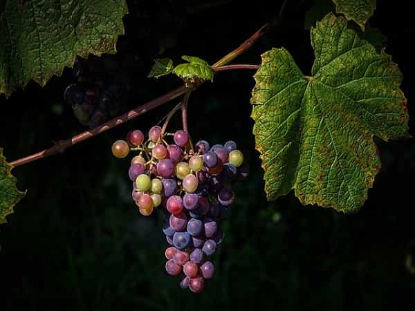 Grapes 5 Fruits for Diabetics to Avoid