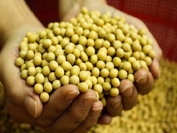 Eat lot of soya beans Tuberculosis (TB) Explained by AIIMS Doctor Deepak Agrawal