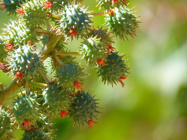 Castor Oil: This oil will remove dark circles immediately