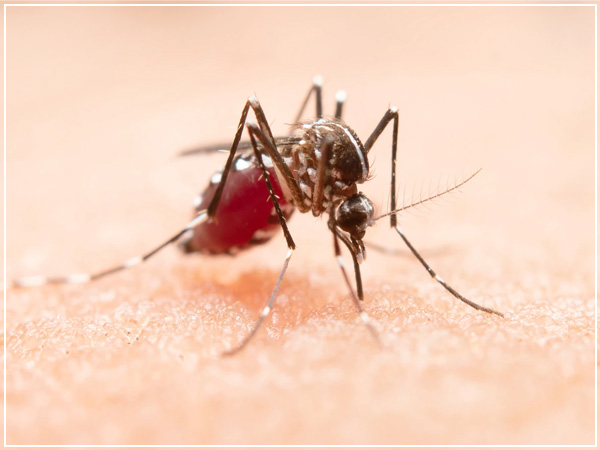 Outbreak of Dengue in Delhi and Uttar Pradesh?