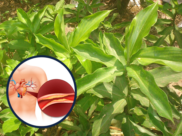 Insulin Plant for high cholesterol (Insulin plant for diabetes)