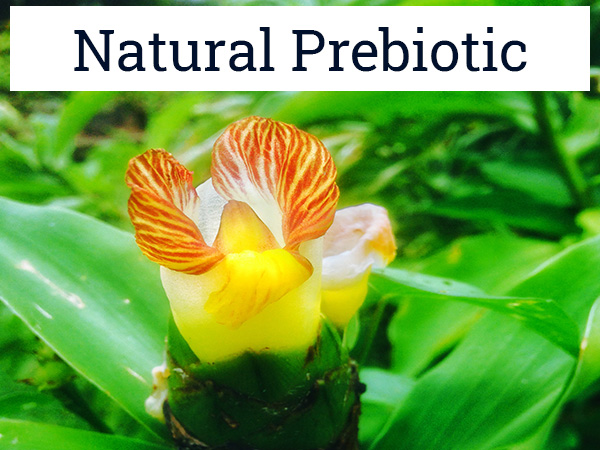 Natural Prebiotic (Insulin plant for diabetes)
