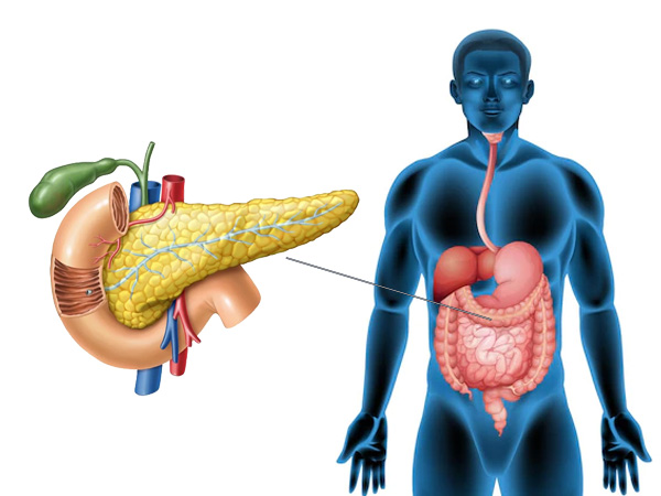 How Pancreas produce insulin in the human body