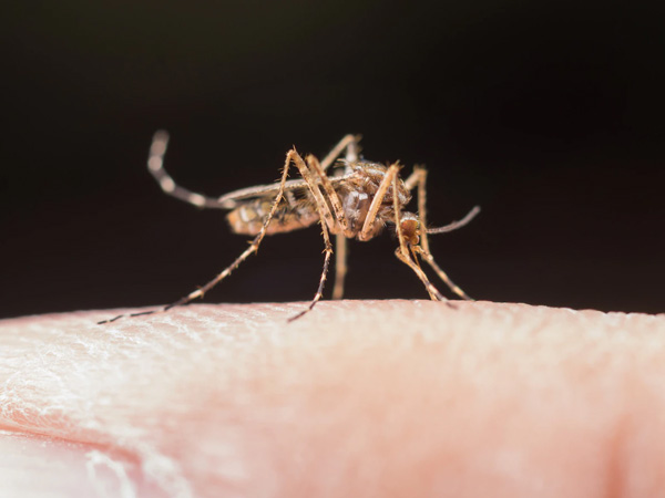 Anti-Malaria Month: Understanding What is Malaria?