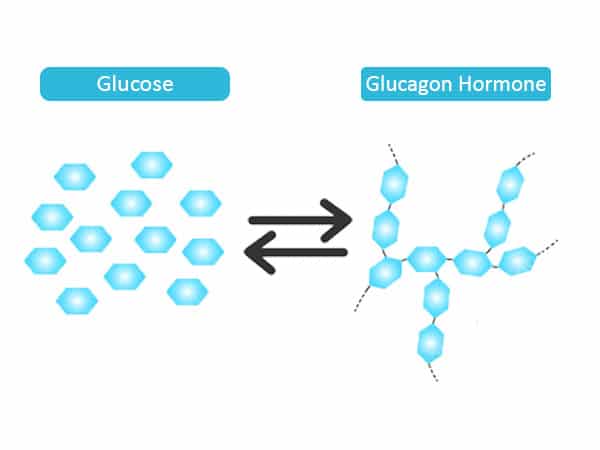 functions of the Glucagon hormone