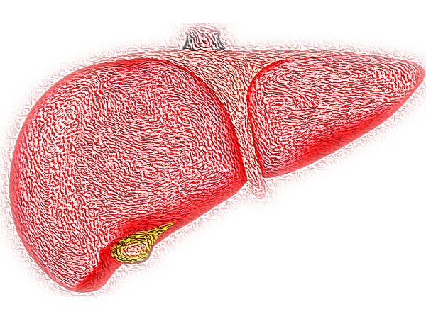 Liver Damage: Protect your liver from getting Damaged