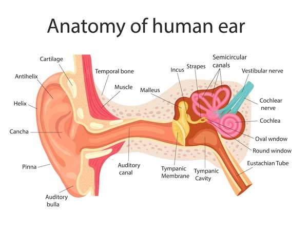 Anatomy-of-Ear-External-ear,-middle-ear,-and-inner-ear