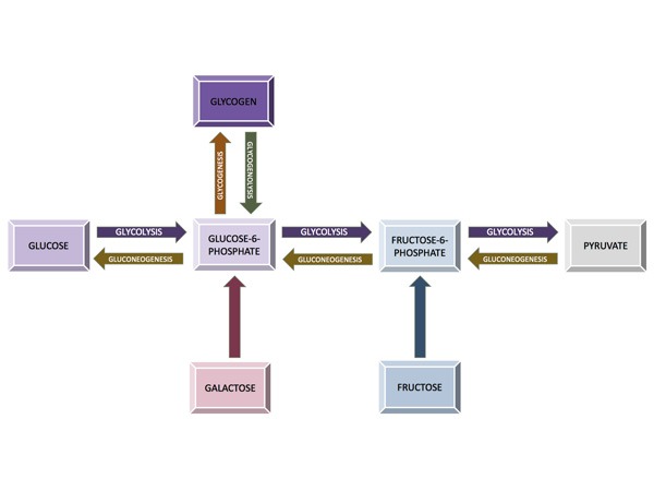 Carbohydrates chart