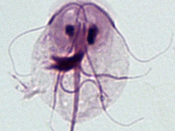 Giardia common Water borne diseases