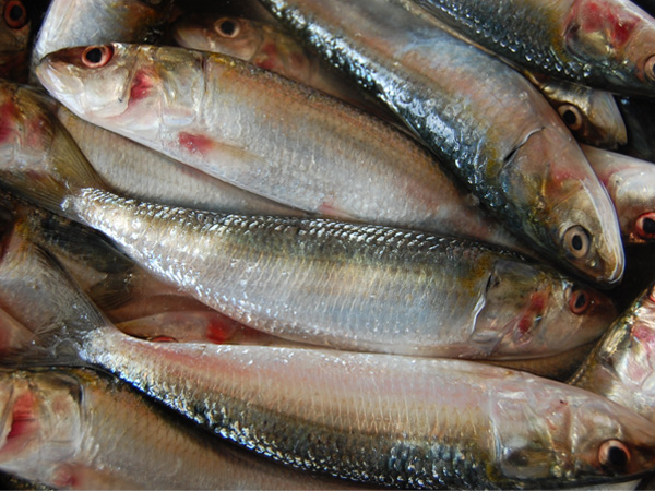 Diabetes Diet Sardines