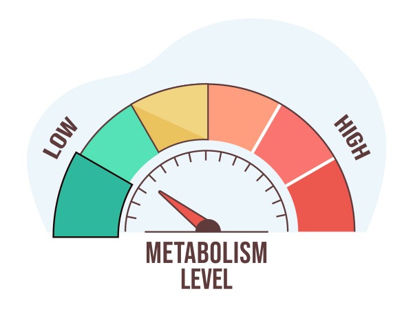 What-is-the-purpose-of-slowing-your-metabolism