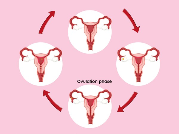 Ovulation-and-your-menstrual-cycle