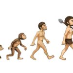 Human Evolution From Monkey to Man in 4 Stages