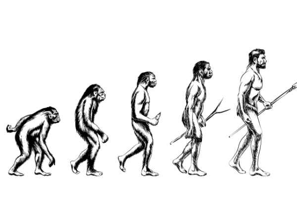The 4 Stages Of Human Evolution