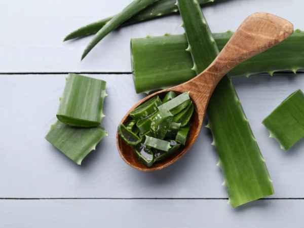 Aloe vera May Reduce Sun Damage To the Skin