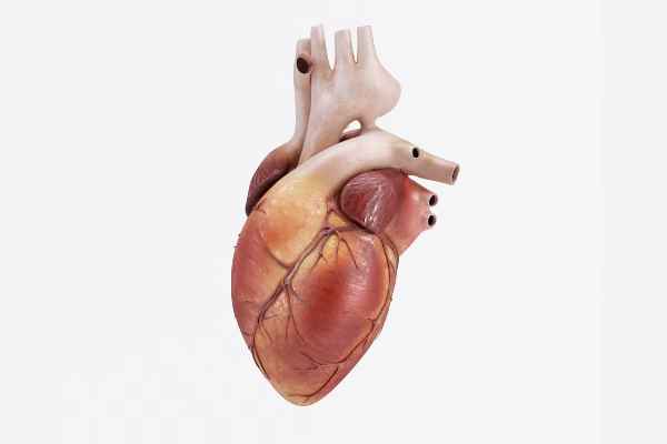 Introduction to Myocarditis