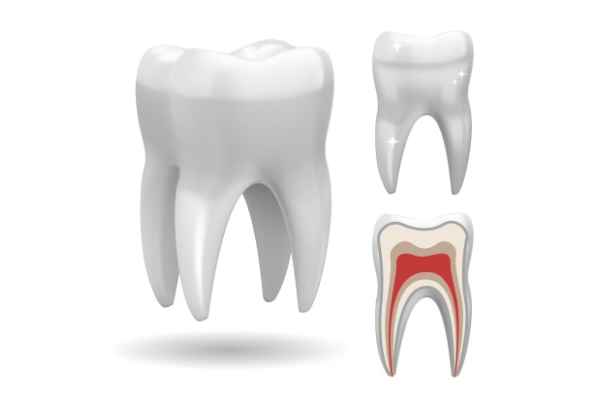 Overview of Tooth Enamel