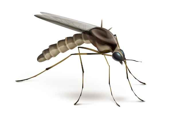 How Does Malaria Impact Society