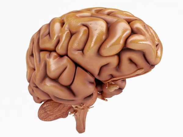 Where Else Can You Find Brain-Eating Amoeba