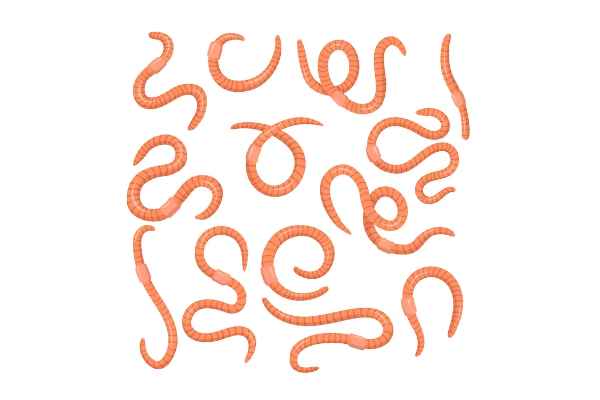 A closer look at Tapeworms