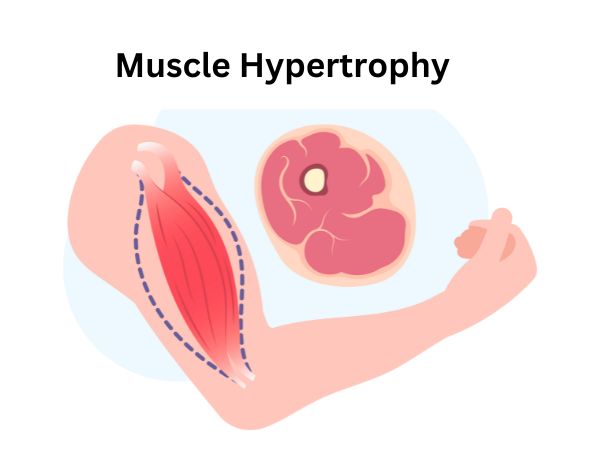 Muscle Hypertrophy_ Understanding the Science of Muscle Growth