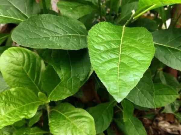 The nutritional composition of Vernonia amygdalina
