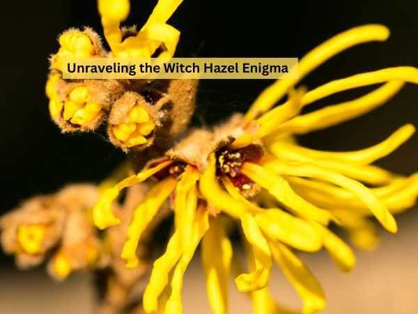 Unraveling the Witch Hazel Enigma
