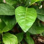 Vernonia Amygdalina_ Exploring the Wonders of a Miracle Plant