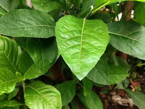 Vernonia Amygdalina_ Exploring the Wonders of a Miracle Plant
