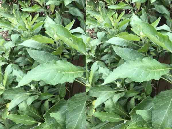 Vernonia amygdalina in daily Life