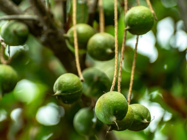 Macadamia Nuts in India