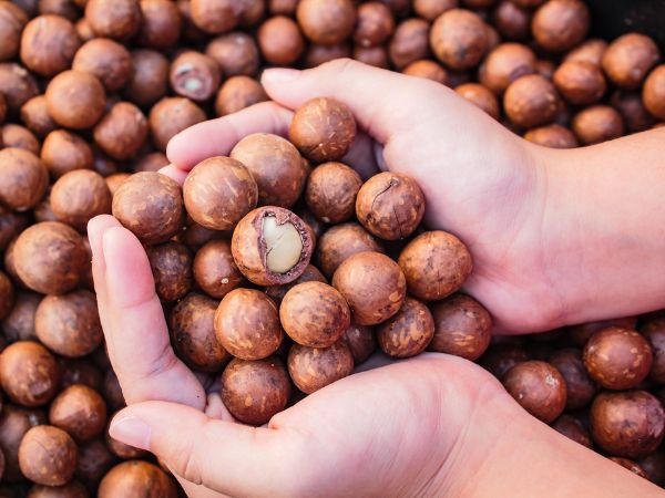 What is Macadamia