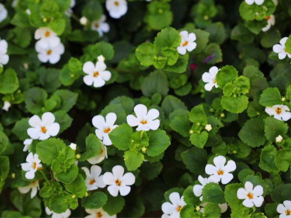Brahmi Benefits: Transform Your Hair and Boost Your Brain