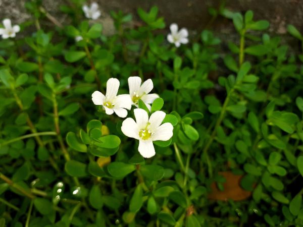 What are the Brahmi Benefits for Hair
